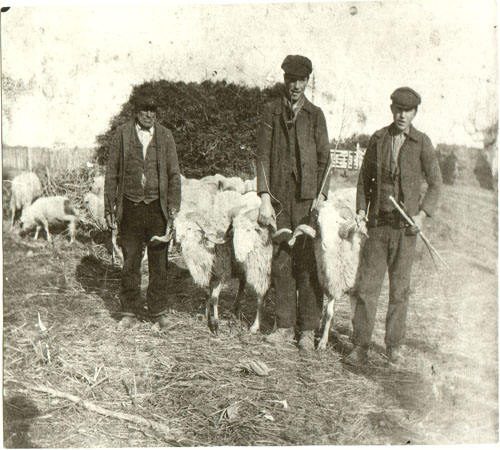 "Arieti di Casalino - Maremma - Inizi 900"