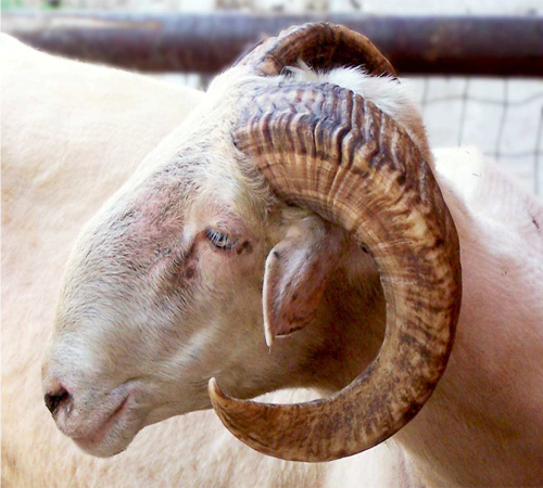 "Ariete di razza Cornella Bianca"