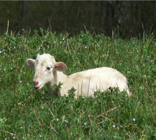 "agnello(foto dr. Rotteglia)"