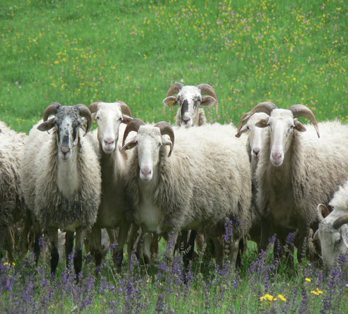 "Gruppo di Cornelle Bianche"