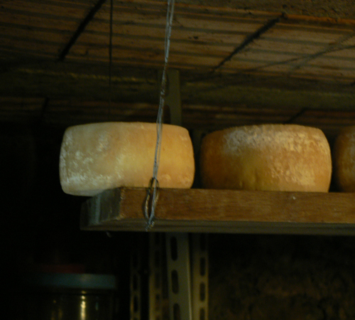 "Pecorino in Stagionatura sulle assi"